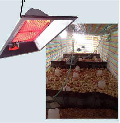 Comfort Infrarood Kippenhokverwarmer LPG Aardgas Broedmachine Voor Pluimveehouderij