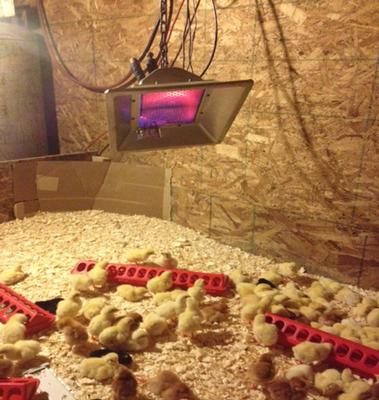 3900W gevogelte het Broeden Zaal Verwarmer 1 Jaargarantie