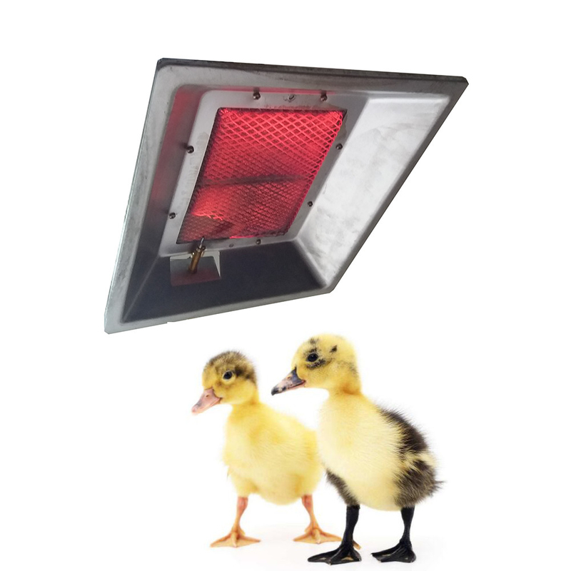 Comfort Infrarood Kippenhokverwarmer LPG Aardgas Broedmachine Voor Pluimveehouderij